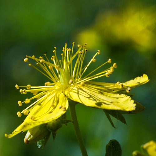 FES Flower Essences: Saint John's Wort