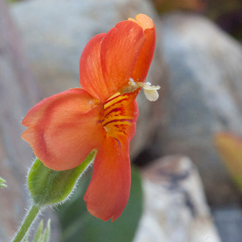 FES Flower Essences: Scarlet Monkeyflower