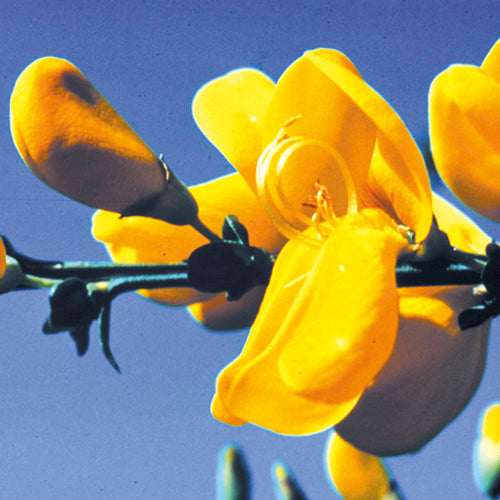 FES Flower Essences: Scotch Broom