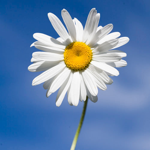 FES Flower Essences: Shasta Daisy