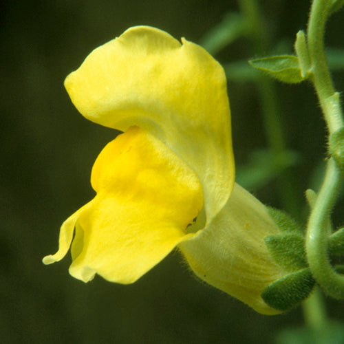 FES Flower Essences: Snapdragon