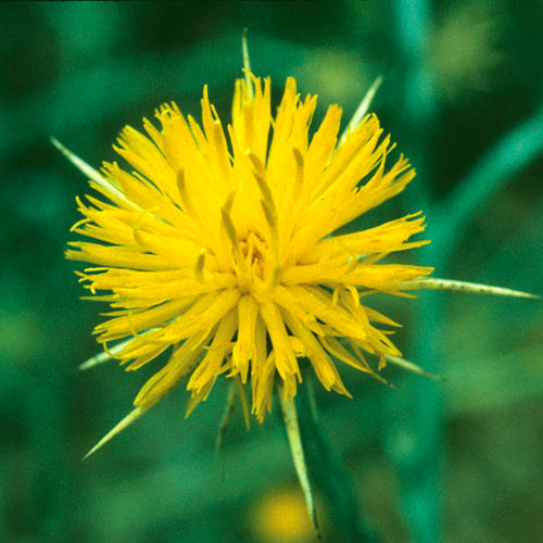 FES Flower Essences: Star Thistle