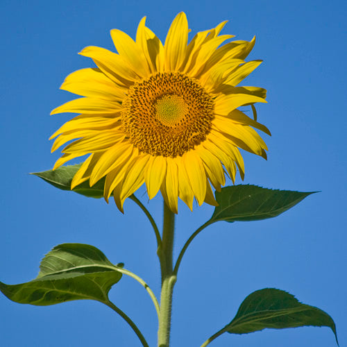 FES Flower Essences: Sunflower