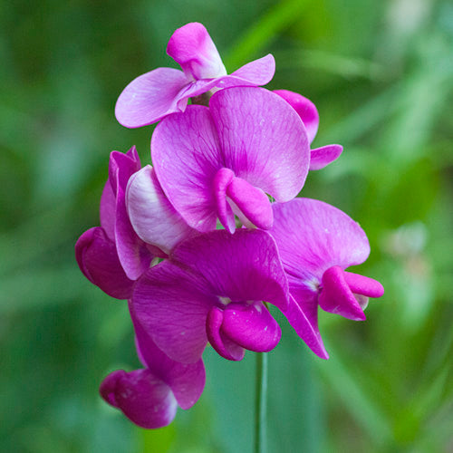 FES Flower Essences: Sweet Pea
