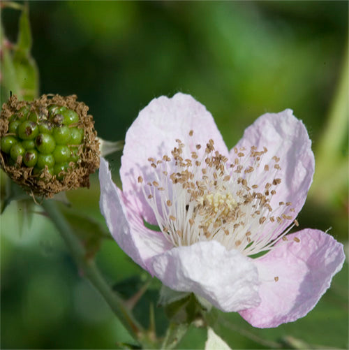 FES Flower Essences: Blackberry
