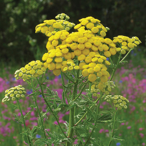 FES Flower Essences: Tansy