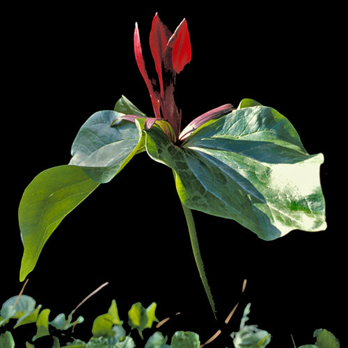 FES Flower Essences: Trillium