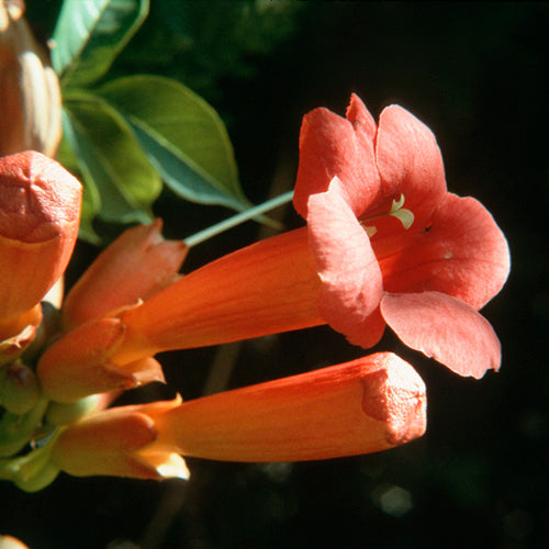 FES Flower Essences: Trumpet Vine