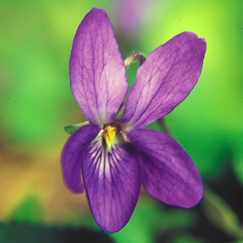 FES Flower Essences: Violet