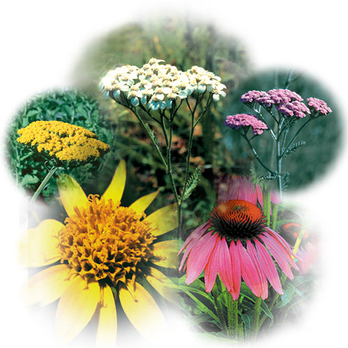 FES Flower Essences: Environmental Solution