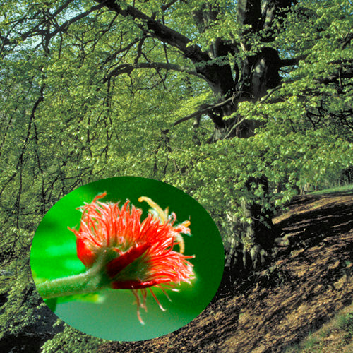 FES Flower Essences: Beech