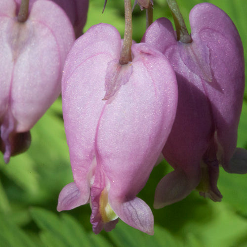 FES Flower Essences: Bleeding Heart