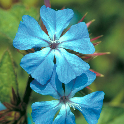 FES Flower Essences: Cerato