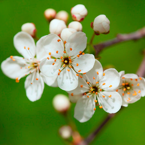 FES Flower Essences: Cherry Plum