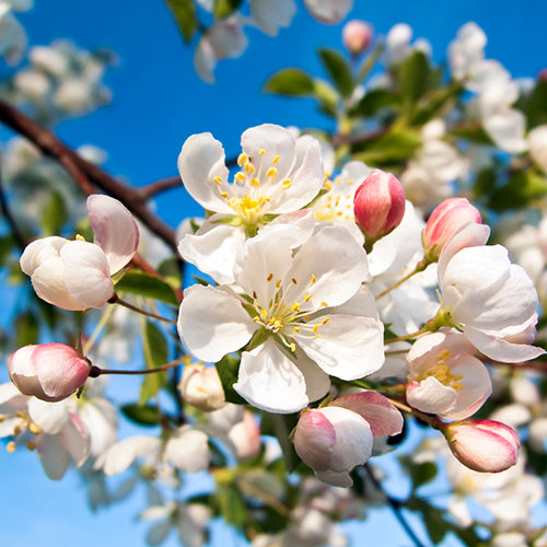 FES Flower Essences: Crab Apple