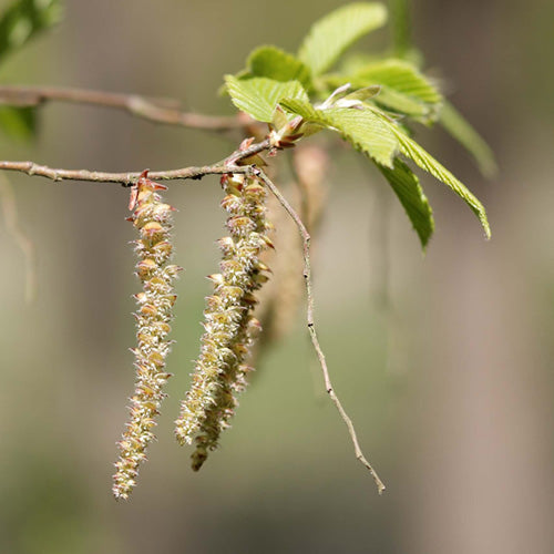 FES Flower Essences: Hornbeam