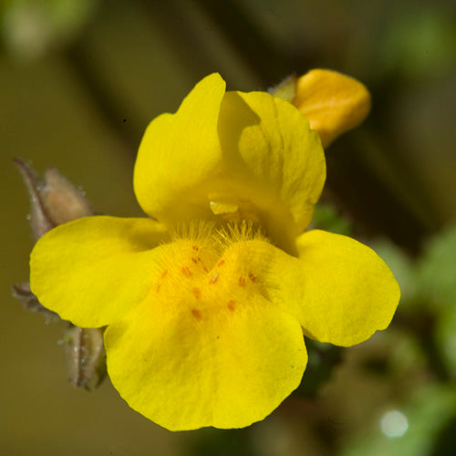 FES Flower Essences: Mimulus