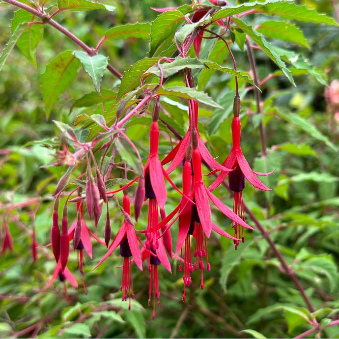 FES Flower Essences: Fuchsia