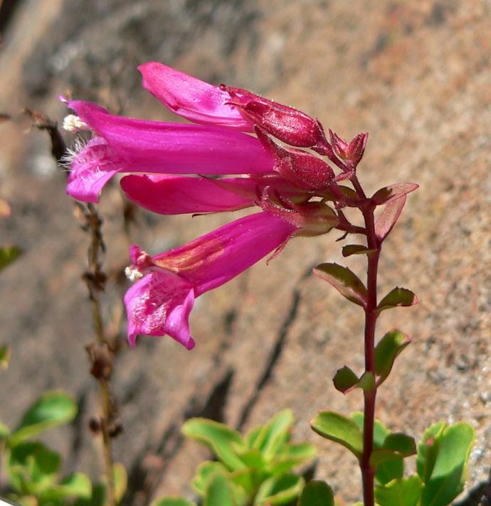 FES Flower Essences: Mountain Pride