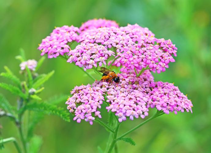 FES Flower Essences: Pink Yarrow