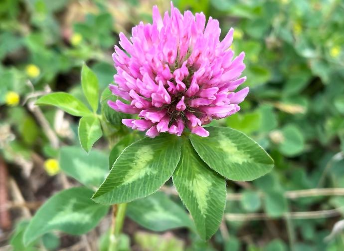 FES Flower Essences: Red Clover