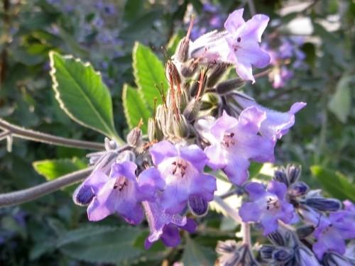 FES Flower Essences: Yerba Santa